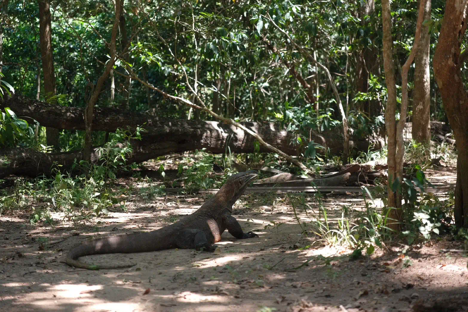 科莫多國家公園(Komodo National Park)母的科莫多龍