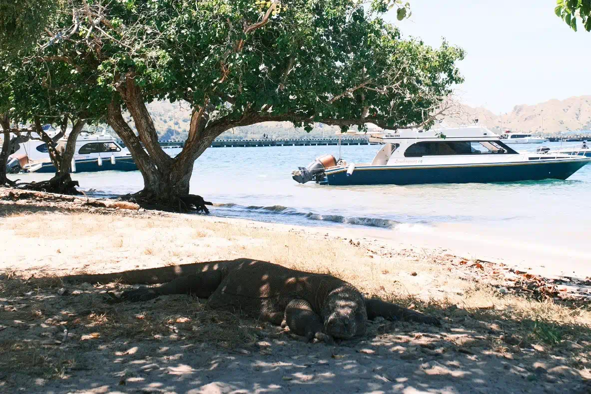 科莫多國家公園(Komodo National Park)的科莫多龍和湛藍海岸